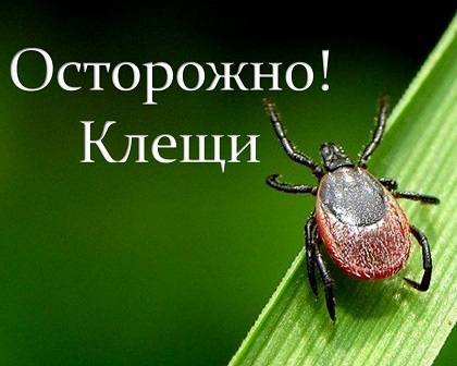 http://social.admnsk.ru/SiteKCSON/jelKCSON/DocLib7/2248.jpg