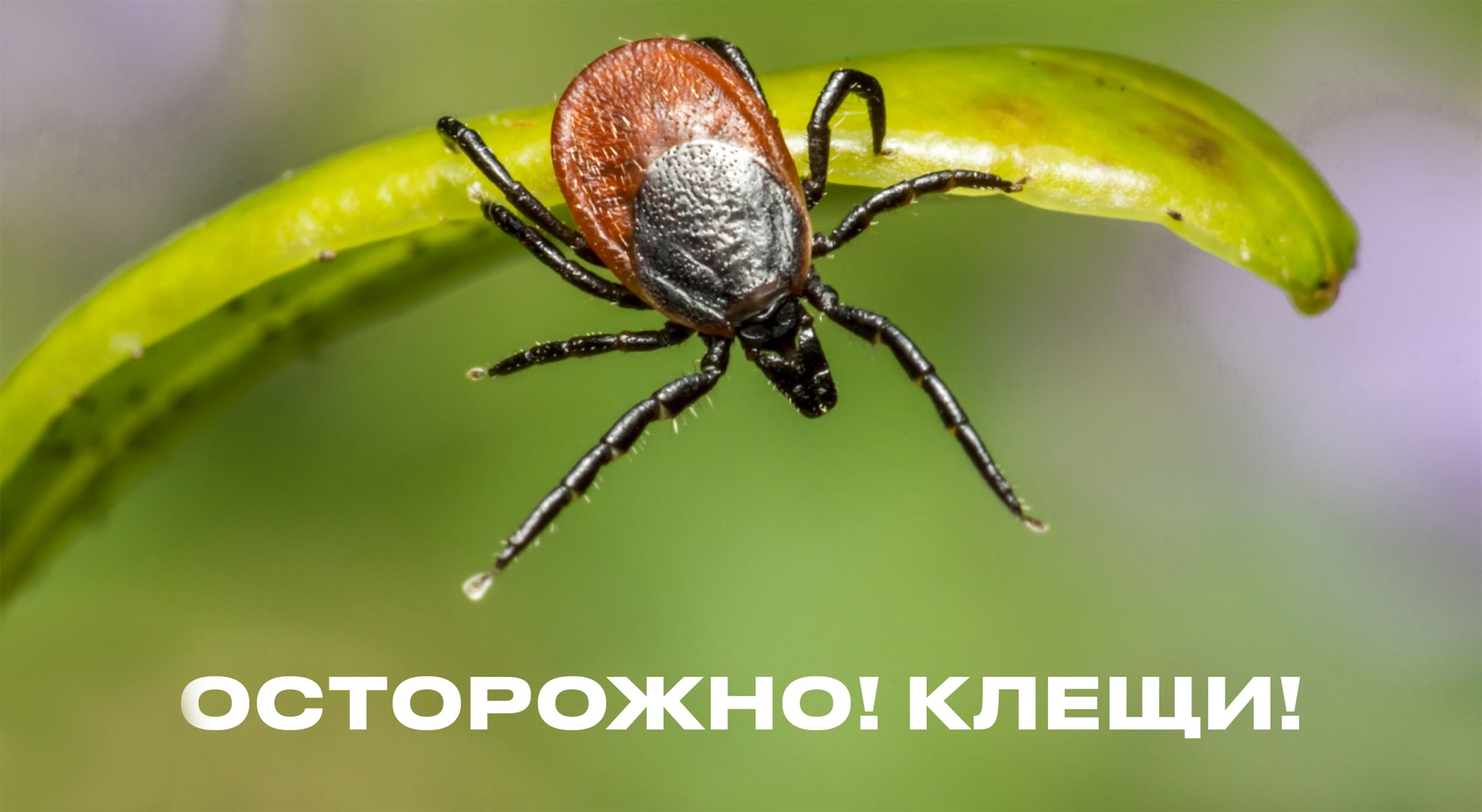 http://social.admnsk.ru/SiteKCSON/nadezhda/DocLib7/1565(1).jpg